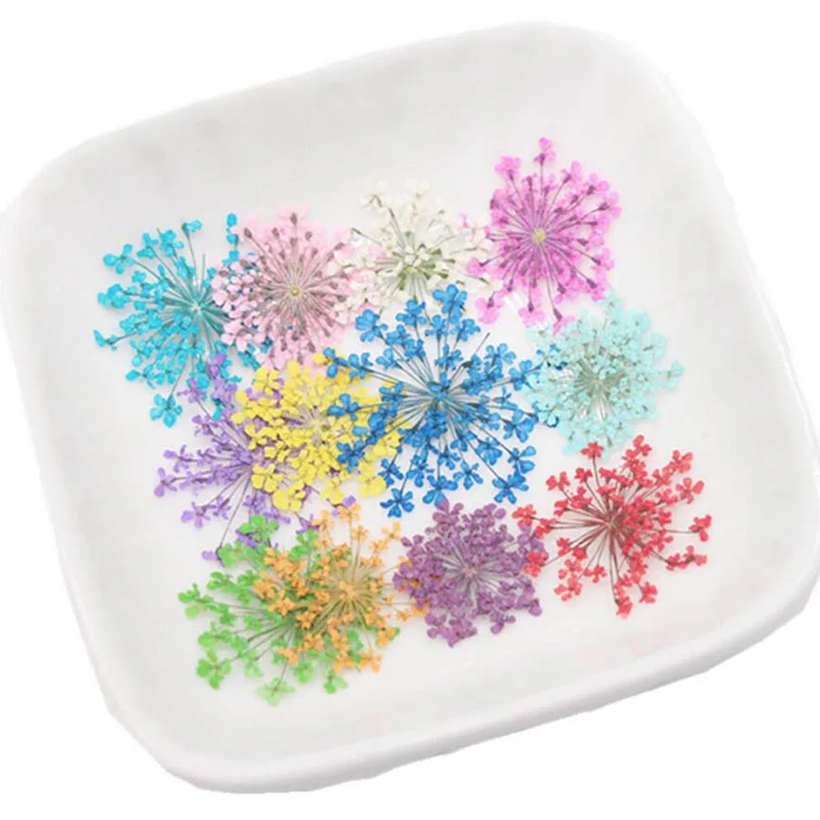 60 個プレス乾燥 20-25 ミリメートル Ammi Ma - Body Jewelry Display Case のレビューと価格