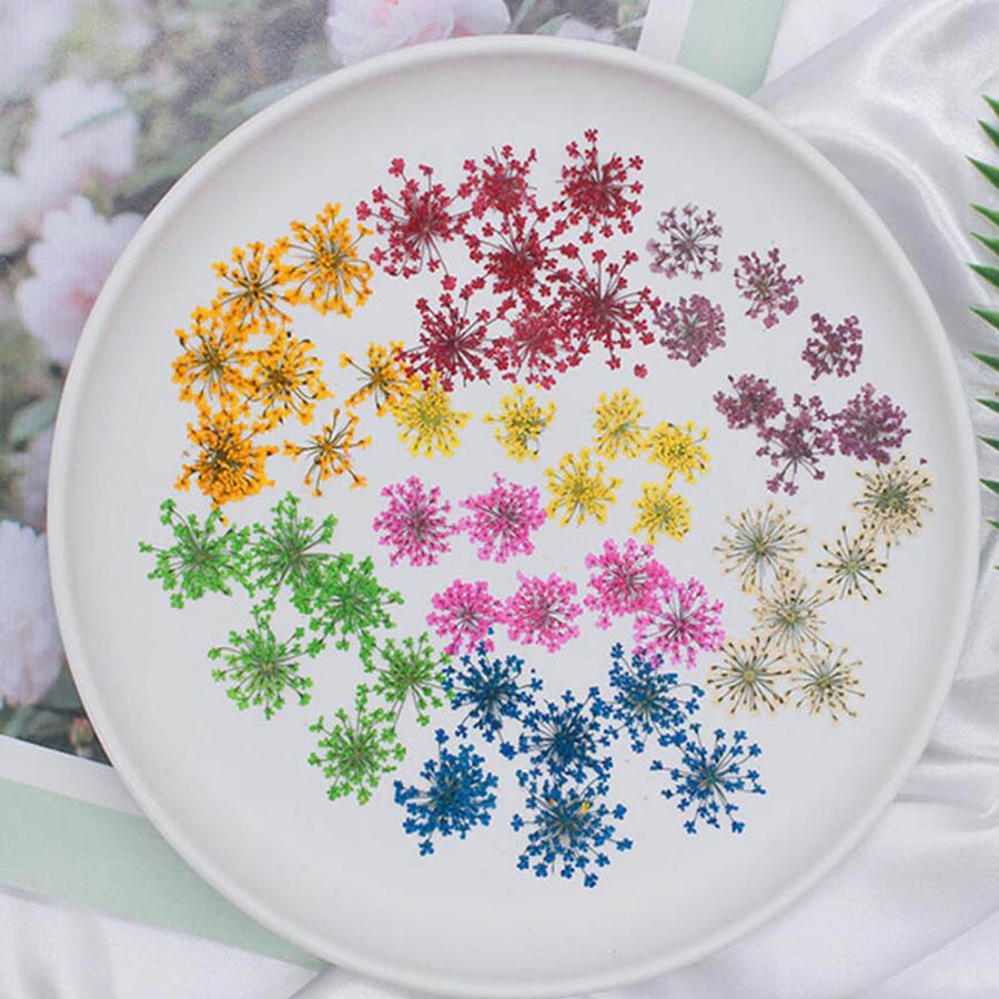 Ammi majus-プレスされた乾燥した花,15〜20mm - Body Jewelry Display Case のレビューと価格