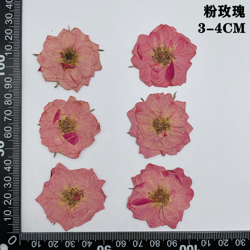60 個プレス乾燥赤黄ピンクローズフラワー植物ハーバリウムジ - Body Jewelry Display Case のレビューと価格